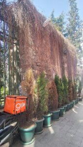 Galatasaray Lisesi Su Terazisi