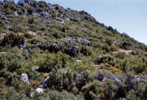 Trysa
