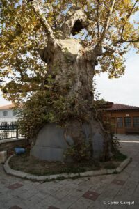 Azep Bey Camii Avlusundaki Anıt Ağaç