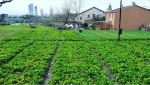 Panayia Belgradu Kilisesi