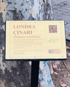 Londra Çınarı, Kadıköy