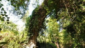 Kıyısız Kemer Köprüsü