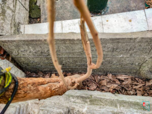 Kadızade Tekkesi Kitabesi