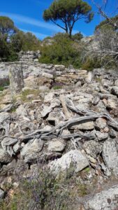 Bağarcık Yukarı Yerleşme