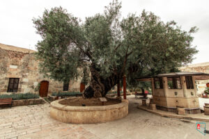 Payas Sokullu Mehmet Paşa Külliyesi Hünkar Zeytini