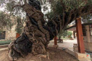 Payas Sokullu Mehmet Paşa Külliyesi Hünkar Zeytini
