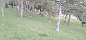 Surp Asdvadzadzin Ermeni Manastırı Mezarlığı