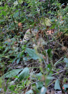 Akçat Şamlılar Mezarlığı