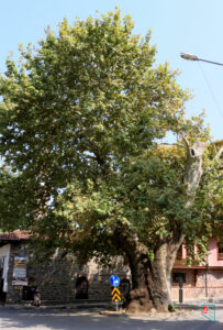 Üçkurnalar Çeşmesi Önündeki Çınar Ağacı