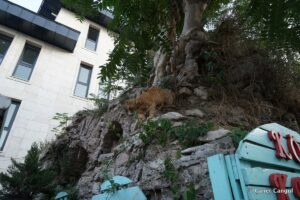 Tonozlu Yapı ve Mahzen Kalıntısı