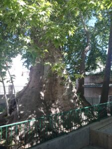 Bağvar Camii