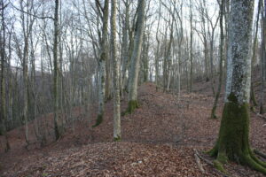 Alt-Hayingen Kalesi
