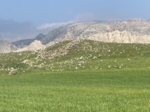 Eski Hendek Kalesi Harabeleri