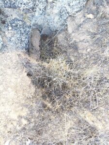 2_çağarşak_üstü