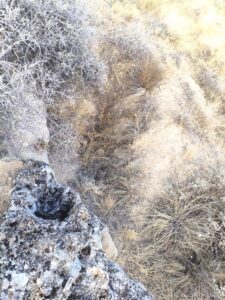 3_çağarşak_üstü