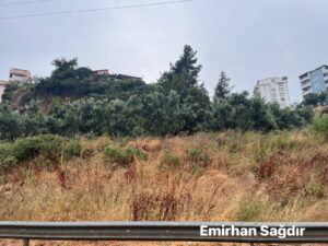 Kios Nekropol Alanı