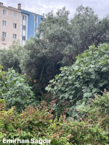 Güzelyalı Hamam Kalıntısı
