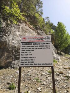 Bığbığ Orman Sarmaşığı Tabiat Anıtı