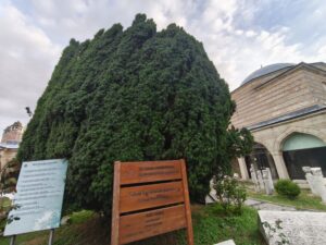 Anıt Ağaç, Selimiye Camii